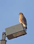 Red shouldered Hawk 0919